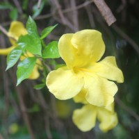 Dolichandra unguis-cati (L.) L.G.Lohmann
